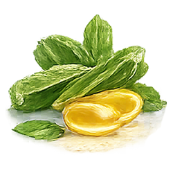 Cissus